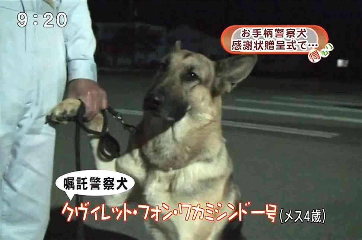 “スゴ鼻”警察犬ジゲン号 1年ぶり2度目のお手柄！ 雨雲迫る山で行方不明者を発見　今回もジャーキー1kgもらう