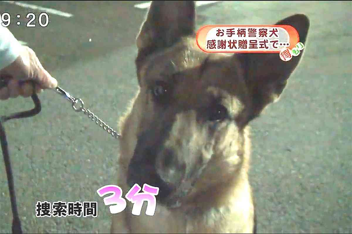 “スゴ鼻”警察犬ジゲン号 1年ぶり2度目のお手柄！ 雨雲迫る山で行方不明者を発見　今回もジャーキー1kgもらう