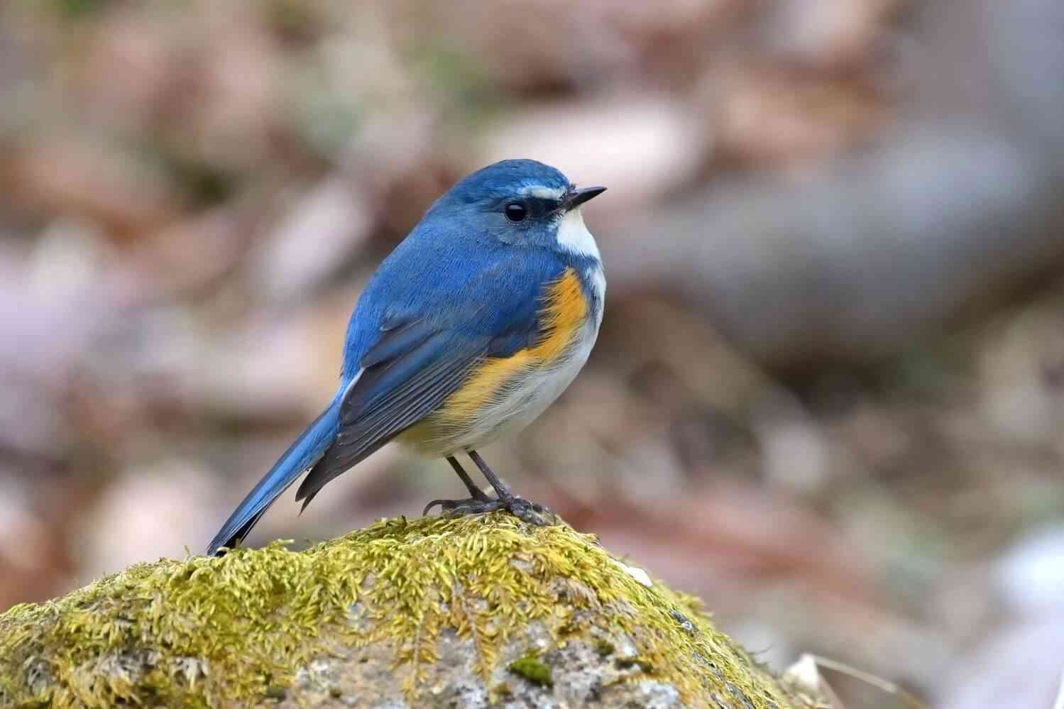 可愛い鳥をあげるトピ