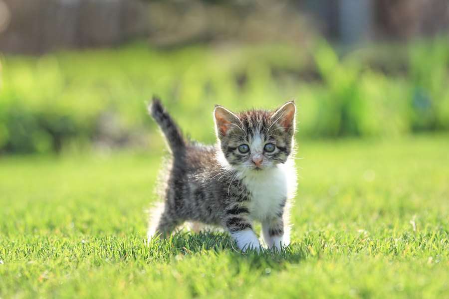 母猫が子猫を食べるのはなぜ？5つの理由や阻止する方法 | ねこちゃんホンポ