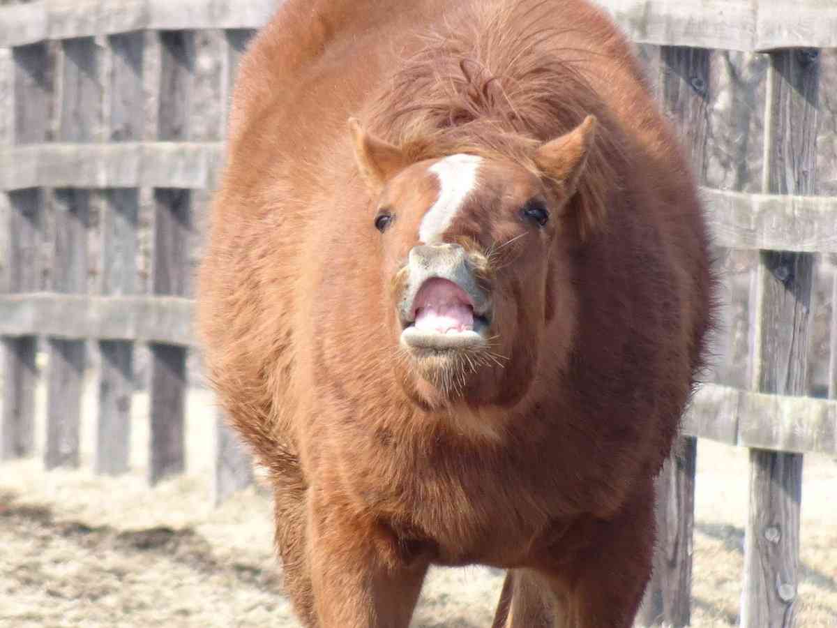 未確認生物UMAについて語ろう！