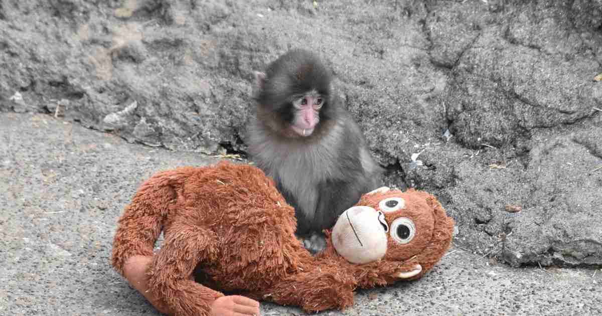 育児放棄で“母”はぬいぐるみ　子ザルの「パンチ」に応援殺到 | 毎日新聞