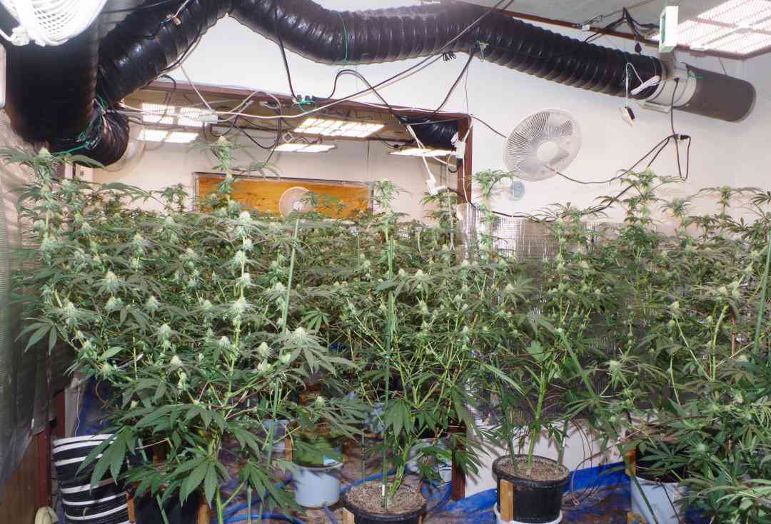 営利目的で大麻栽培　容疑のベトナム国籍32歳男再逮捕　茨城県警つくば署（茨城新聞クロスアイ） - Yahoo!ニュース