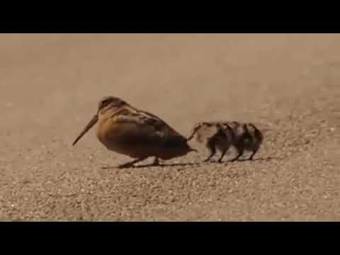 【踊っている鳥】アメリカヤマシギ