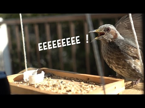 [RX100M5A]ベランダのうるさいヒヨドリ/Brown-eared Bulbul