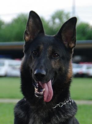 頼もしい仲間たち（直轄警察犬のプロフィール）｜熊本県