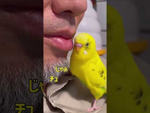 おじさんにチューおねだりする鳥