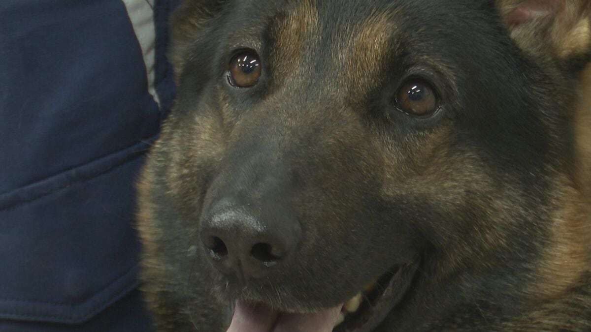 “スゴ鼻”警察犬ジゲン号 1年ぶり2度目のお手柄！ 雨雲迫る山で行方不明者を発見　今回もジャーキー1kgもらう | 熊本のニュース｜RKK NEWS｜RKK熊本放送