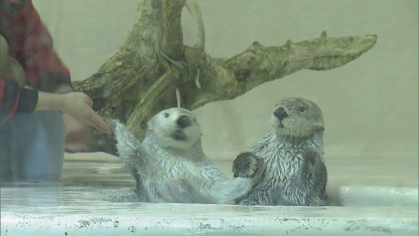 ラッコの24時間ライブ配信“カスハラ”対応で飼育員にモザイク処理 三重の鳥羽水族館 不適切な言動や問い合わせから従業員守るため