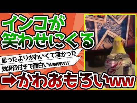 【2ch動物スレ】インコが笑わせにくる←かわおもろいｗｗｗｗｗｗ