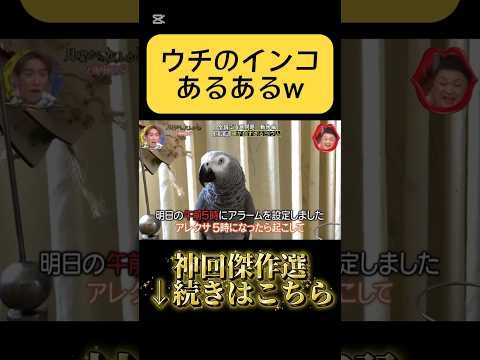 #インコ これ本当にあるの？w #雑学 #月曜から夜ふかし #神回 #ペット #ネタ #爆笑 #あるある #小ネタ #インタビュー #tiktok #shorts