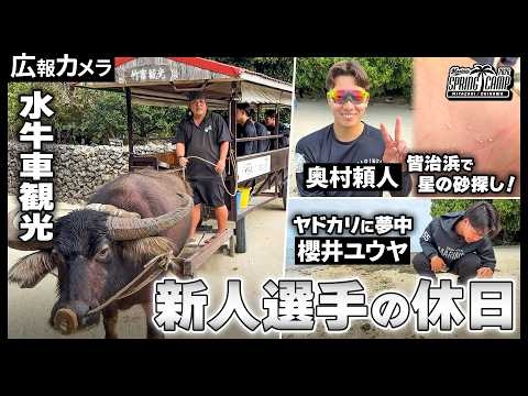 【春季キャンプ】新人選手初めての休日！竹富島観光にカメラが密着！【広報カメラ】