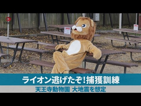 ライオン逃げたぞ!捕獲訓練 天王寺動物園、大地震を想定