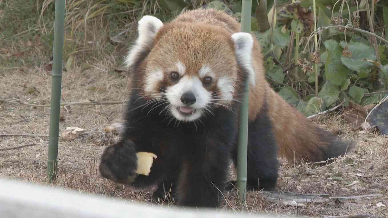動物の脱走を想定した捕獲訓練 ｢もし逃げても万全の対応ができるように｣ レッサーパンダ役の職員が園内を逃げ回る 名古屋･東山動植物園