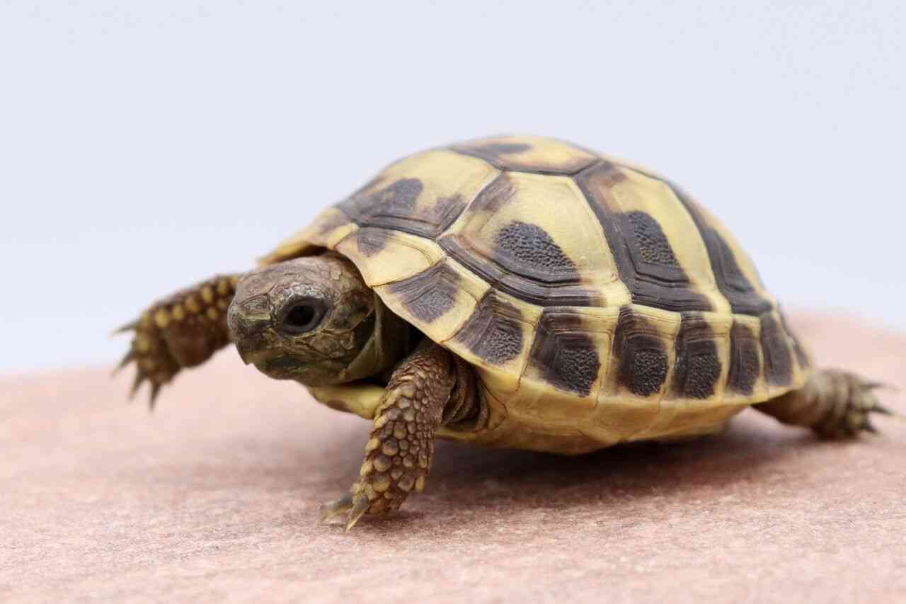 「メス1匹に対し19匹」オスのしつこい交尾要求で墜落死…メスガメの悲劇
