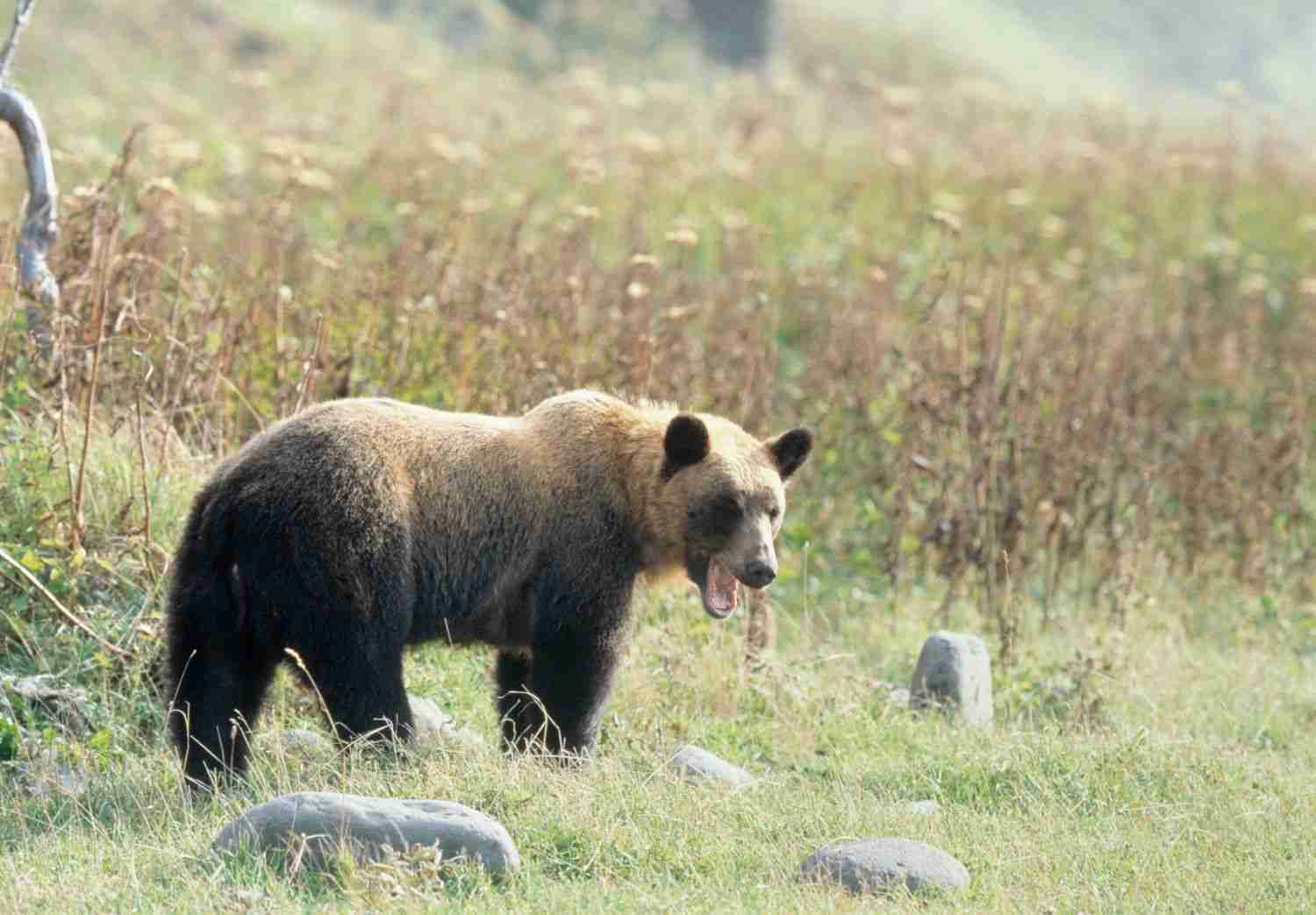 「クマに襲われた男が、顔の骨が砕かれ、目がえぐられ…」「肉食化したクマが増えた」それでも“共存”できるのか（文春オンライン） - Yahoo!ニュース
