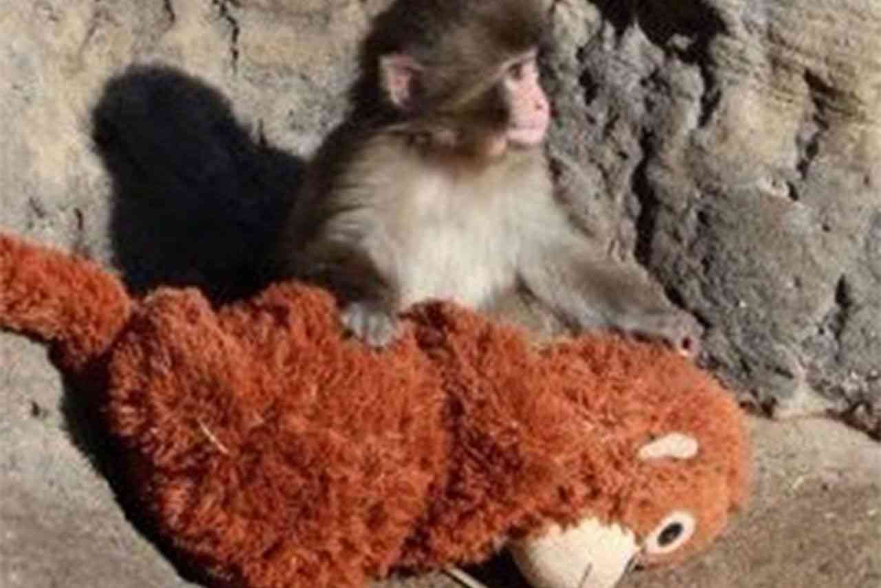 市川市動植物園の子ザル・パンチくん、「ぬいぐるみの母親」を抱いて話題沸騰　人気飼育員が語る“親子愛”と自立への道（2ページ目） | 週刊女性PRIME