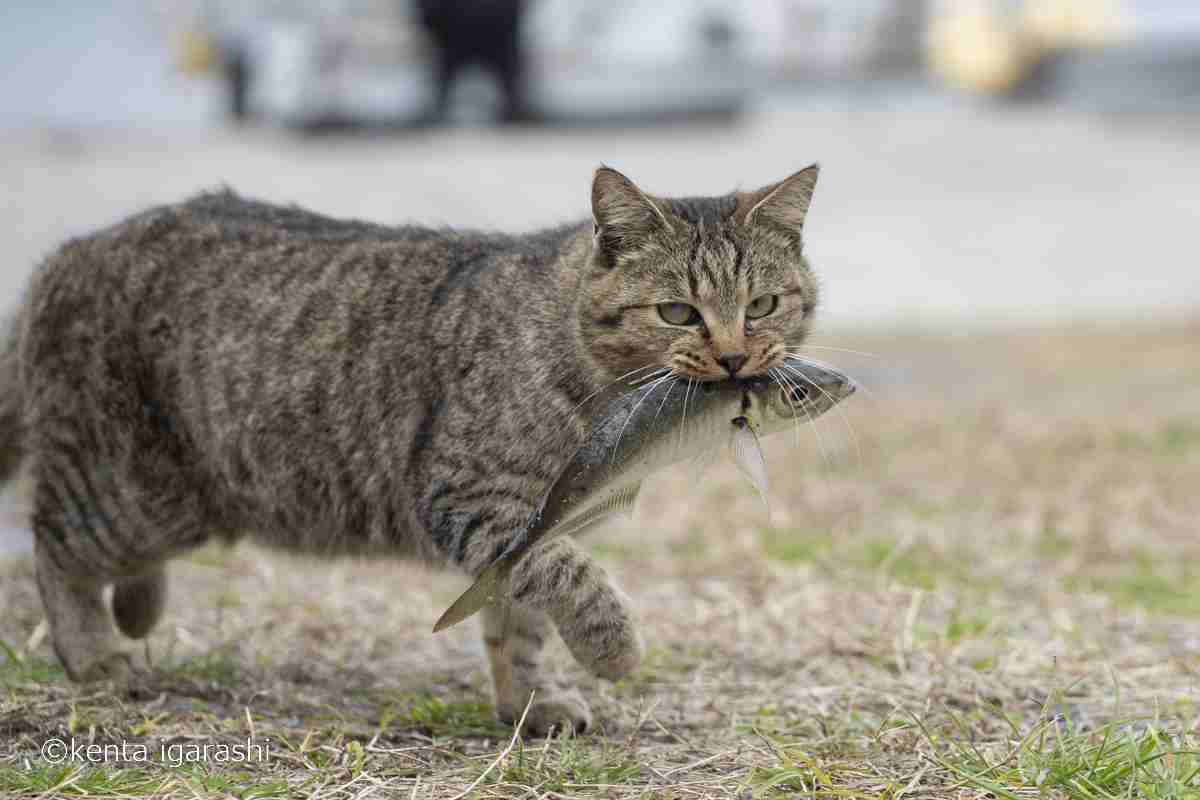 完全に養ってくれる旦那