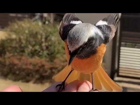 ジョビ太君（ジョウビタキ♂）手乗りの記録