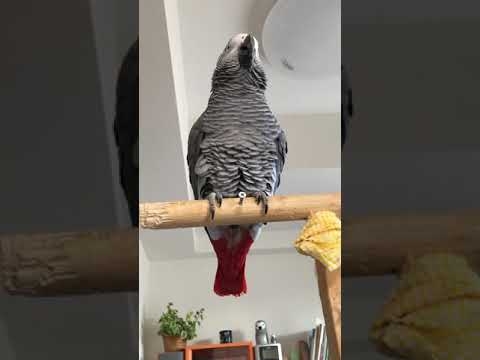 ヨウムのケイ おしゃべり 「う◯こ出たね！」
