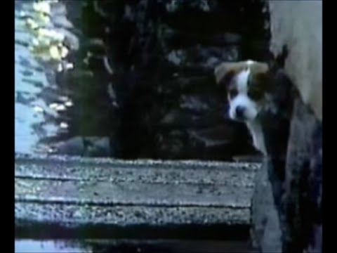 【企業広告】サントリー不朽の名作『雨と犬』（トリスウィスキーCM 60秒）1981年｜仔犬の名前はトリス君