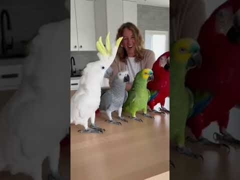 Dancing Hard