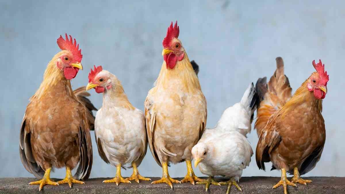 ニトリでこれ買ったんだけど、もうね、人間辞めた。餅巾着として生きる「これにタイヤ付けてこのまま移動とか出来たりしないかな(無理)」