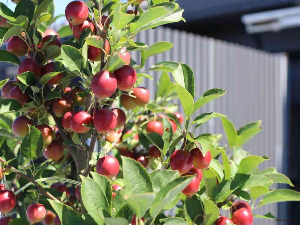 小さい頃に食べたことがある、その辺に生えてる植物
