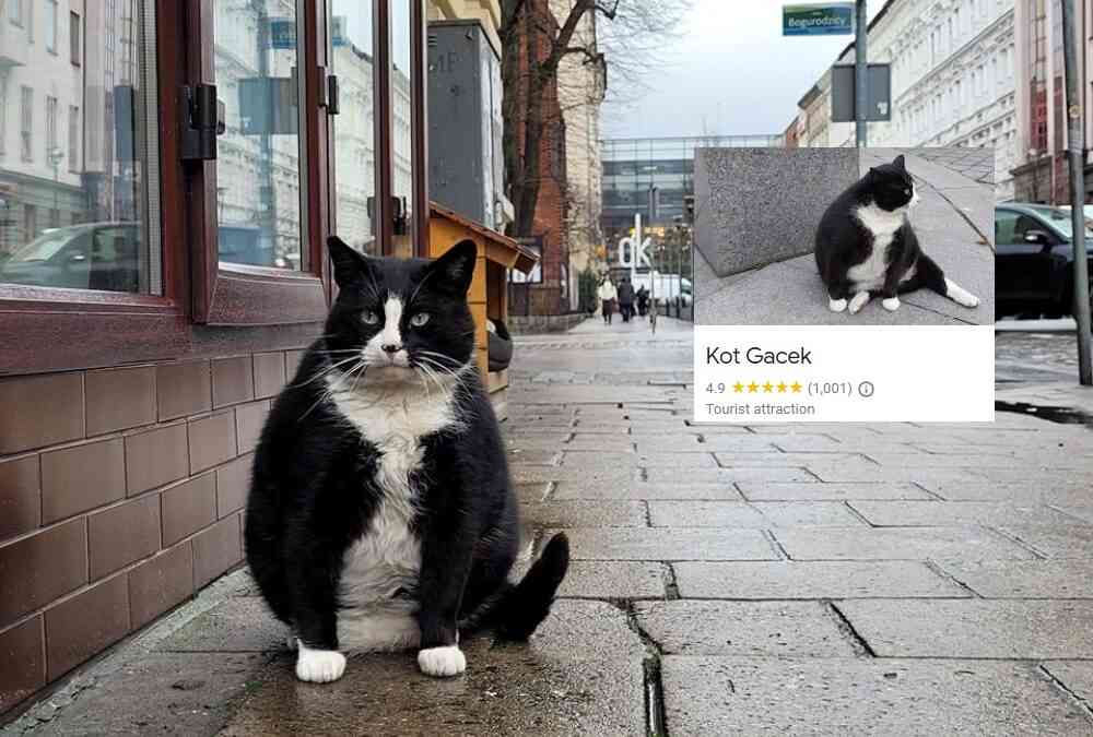 Googleマップに「フレンドリーな黒猫」のマークを発見、行ってみると本当だった
