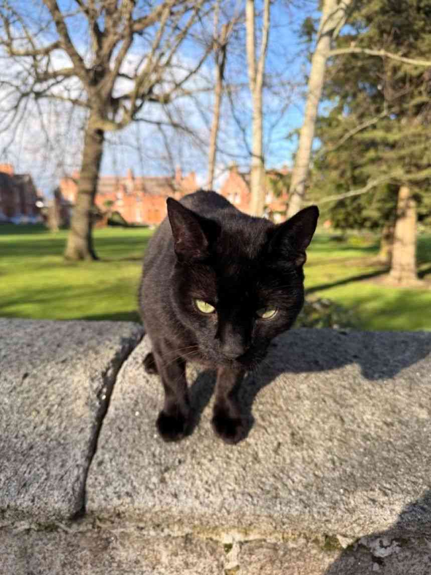 Googleマップに「フレンドリーな黒猫」のマークを発見、行ってみると本当だった