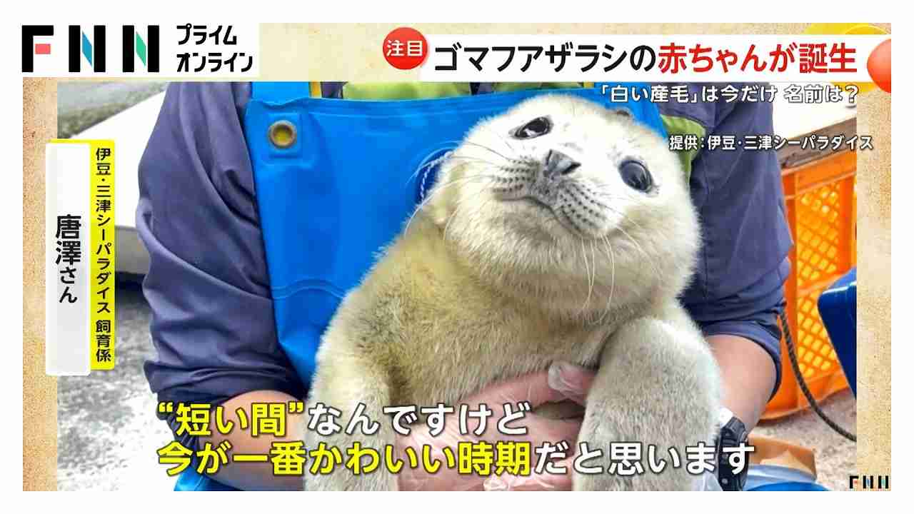 静岡の水族館でゴマフアザラシの赤ちゃん誕生！流氷と同じ色の“白い産毛”が見られるのは今だけ　伊豆・三津シーパラダイス