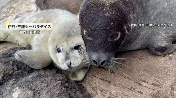 静岡の水族館でゴマフアザラシの赤ちゃん誕生！流氷と同じ色の“白い産毛”が見られるのは今だけ　伊豆・三津シーパラダイス｜FNNプライムオンライン