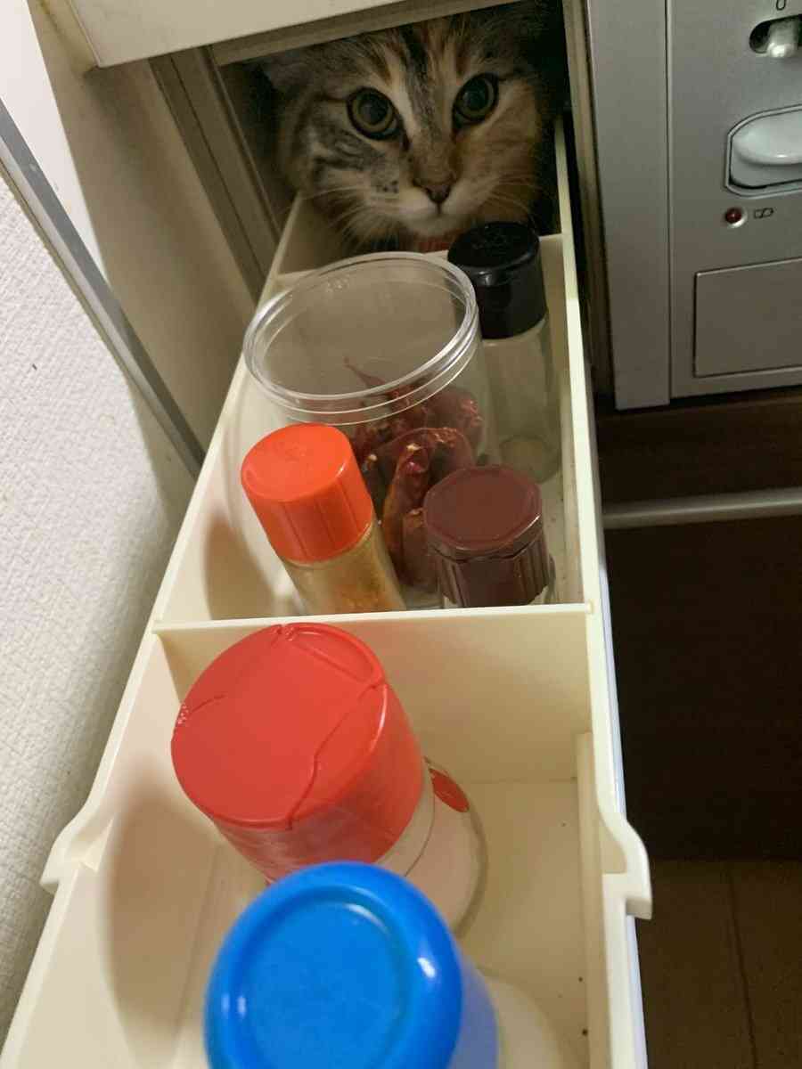 がるちゃん猫カフェ119号店開店しました♪(初めての方も大歓迎♪)