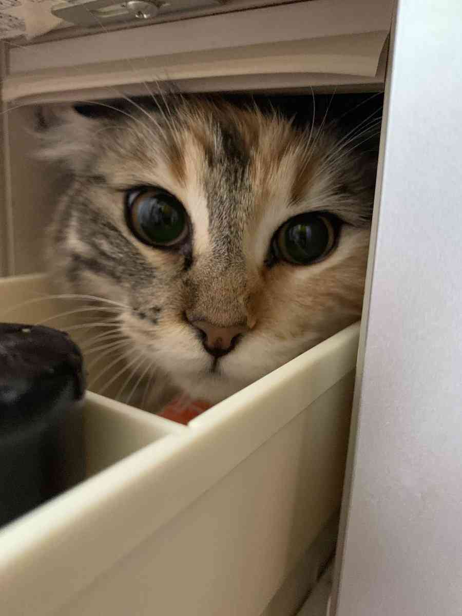 がるちゃん猫カフェ119号店開店しました♪(初めての方も大歓迎♪)