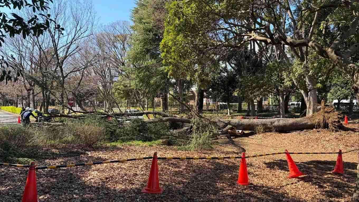 東京・世田谷区　砧公園で2日連続の倒木　駐車場の車2台が巻き込まれる