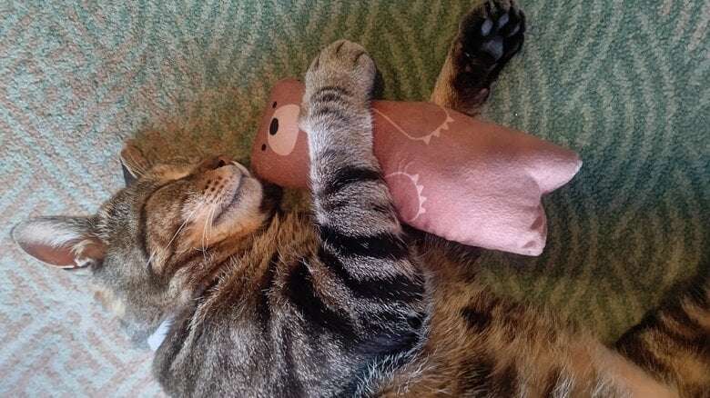 縄張り争いに敗れ行き場を失った“元ボス猫”…流れ着いた旅館で看板猫に転身！第二の猫生をつかんだ「おやかた」の物語