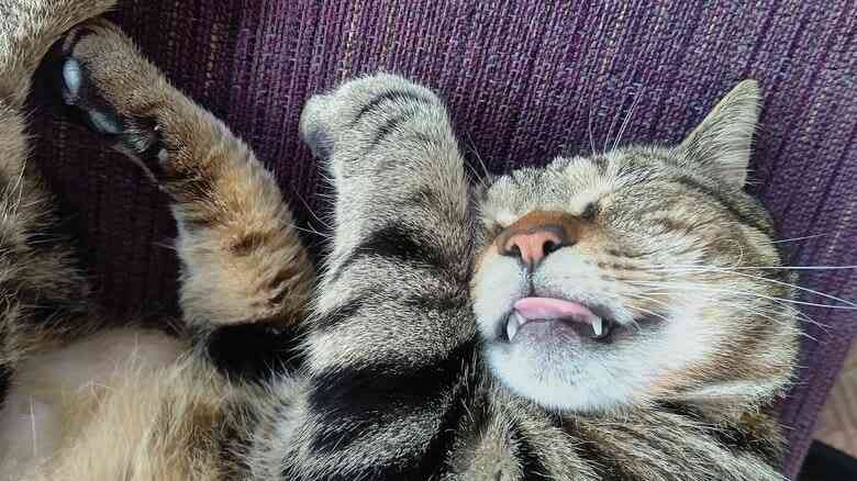 縄張り争いに敗れ行き場を失った“元ボス猫”…流れ着いた旅館で看板猫に転身！第二の猫生をつかんだ「おやかた」の物語