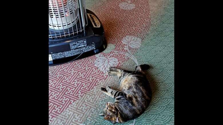 縄張り争いに敗れ行き場を失った“元ボス猫”…流れ着いた旅館で看板猫に転身！第二の猫生をつかんだ「おやかた」の物語