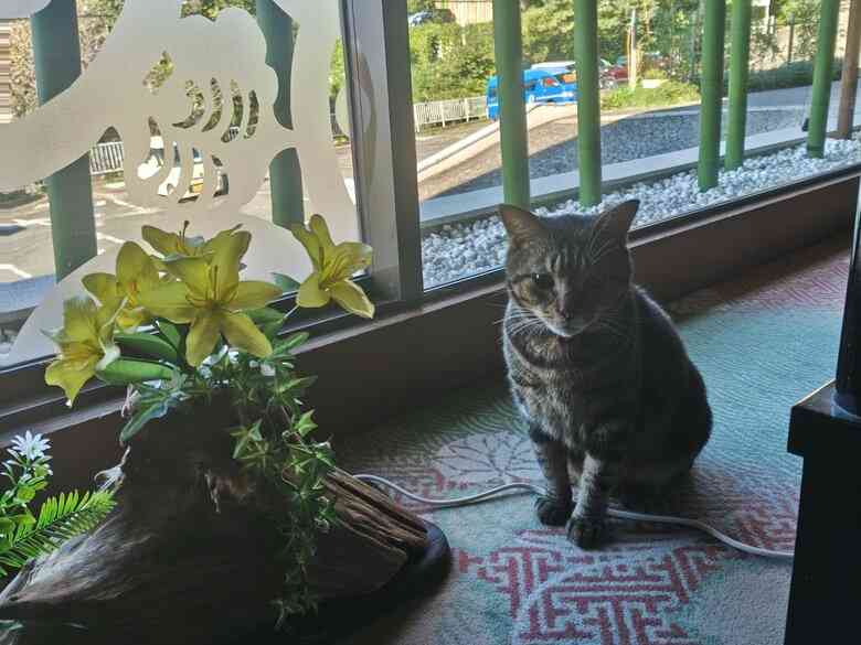 縄張り争いに敗れ行き場を失った“元ボス猫”…流れ着いた旅館で看板猫に転身！第二の猫生をつかんだ「おやかた」の物語