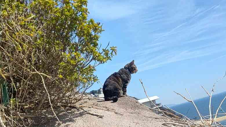 縄張り争いに敗れ行き場を失った“元ボス猫”…流れ着いた旅館で看板猫に転身！第二の猫生をつかんだ「おやかた」の物語