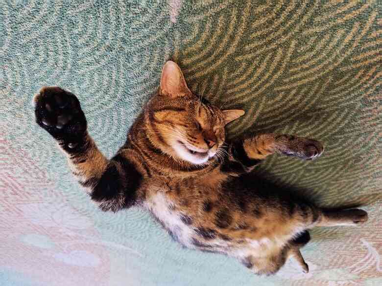 縄張り争いに敗れ行き場を失った“元ボス猫”…流れ着いた旅館で看板猫に転身！第二の猫生をつかんだ「おやかた」の物語