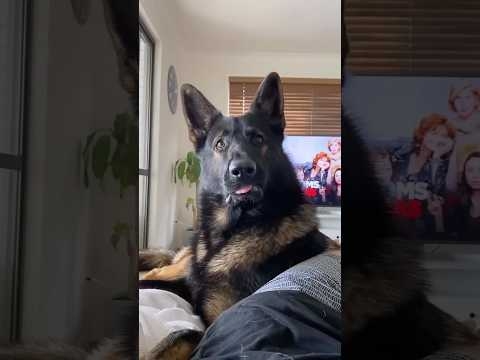 引退した警察犬