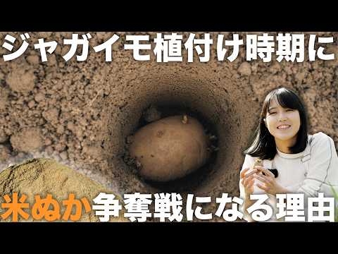 ジャガイモの肥料、植付け方、米ぬか