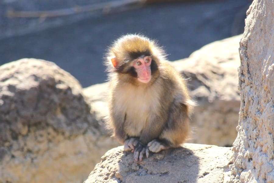 人工哺育ザル、ぬいぐるみを抱えて群れへ 「＃がんばれパンチ」ブームの舞台裏 | おたくま経済新聞