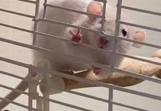 がるちゃん動物園