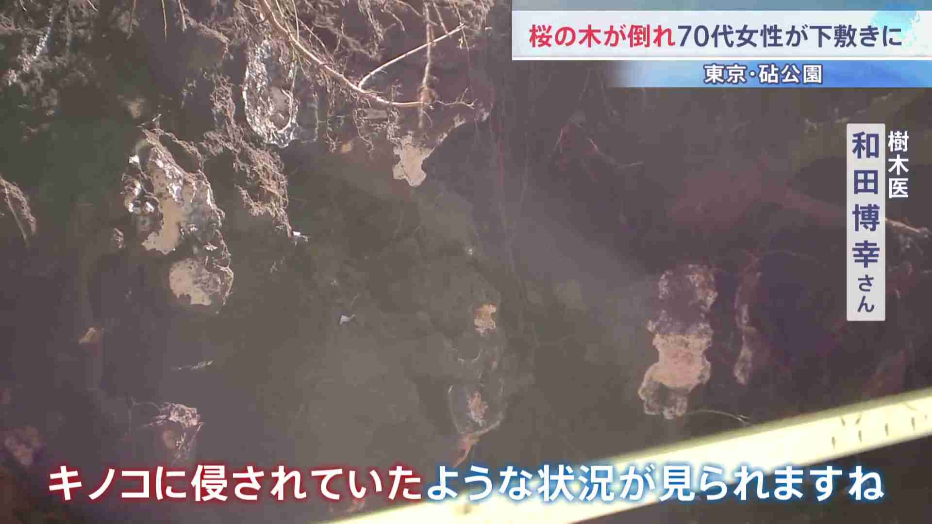 桜の木が倒れて70代女性が下敷きに　根元から倒れた大木に専門家も驚き 原因は「根にキノコが…」？　東京・世田谷区の砧公園