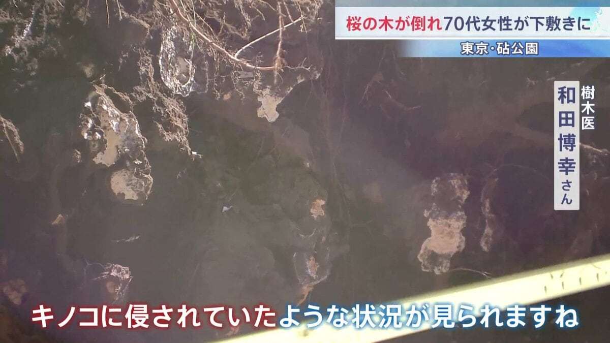 桜の木が倒れて70代女性が下敷きに　根元から倒れた大木に専門家も驚き 原因は「根にキノコが･･･」？　東京・世田谷区の砧公園 | TBS NEWS DIG