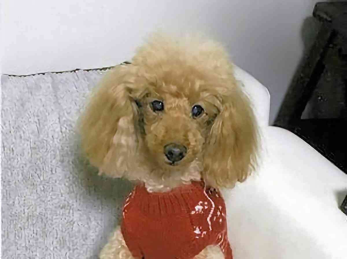 京都市左京区で飼い犬同士のトラブル後に小型犬が死亡　飼い主憤り「同じこと起こりかねない」｜京都新聞デジタル　京都・滋賀のニュースサイト