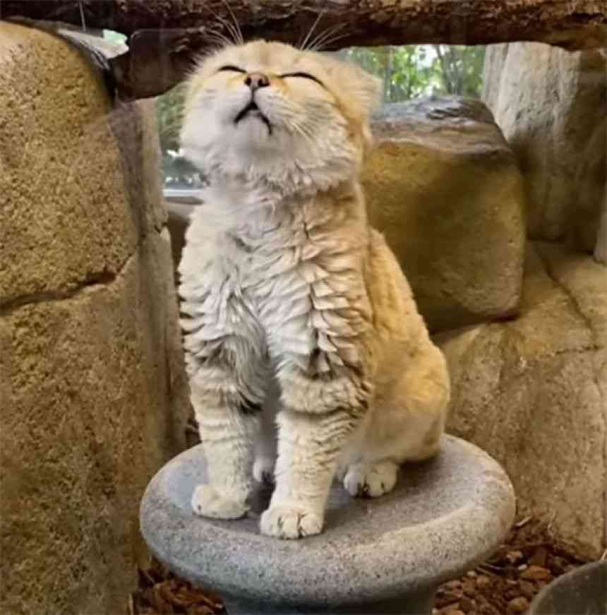 愛くるしい砂漠の天使、スナネコは「ワン！」と鳴く