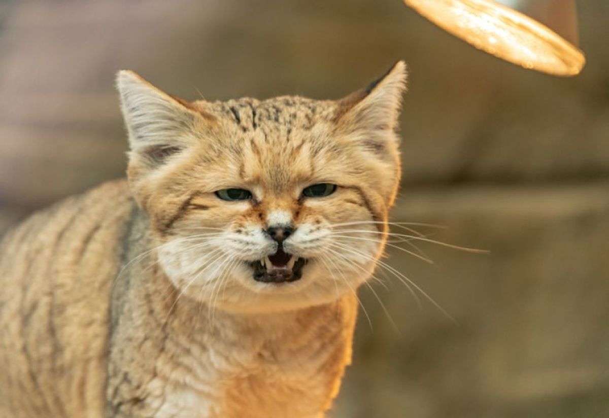 愛くるしい砂漠の天使、スナネコは「ワン！」と鳴く（要音声） | カラパイア